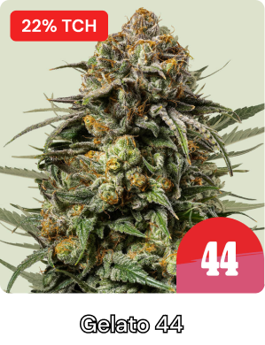 Gelato 44 Tyson Days-2